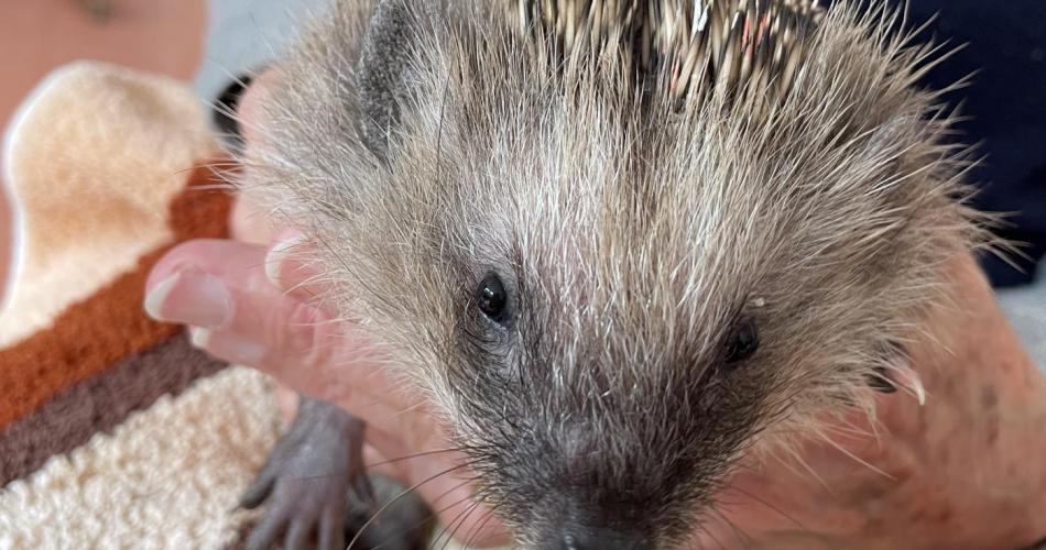 Igel